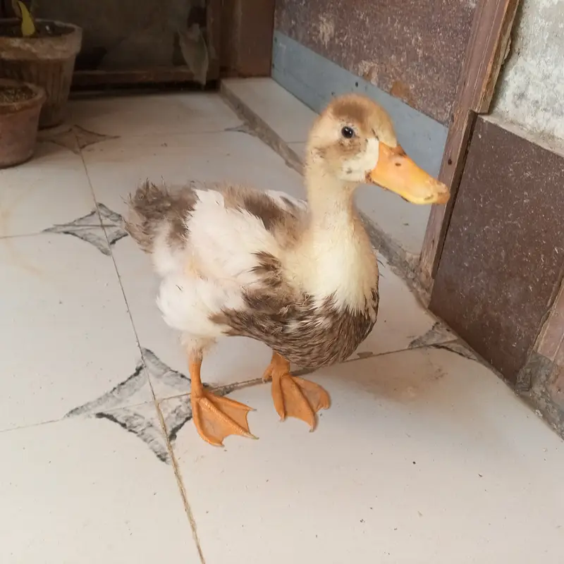 Indian Runner duck 5 months home Grown — photo 3