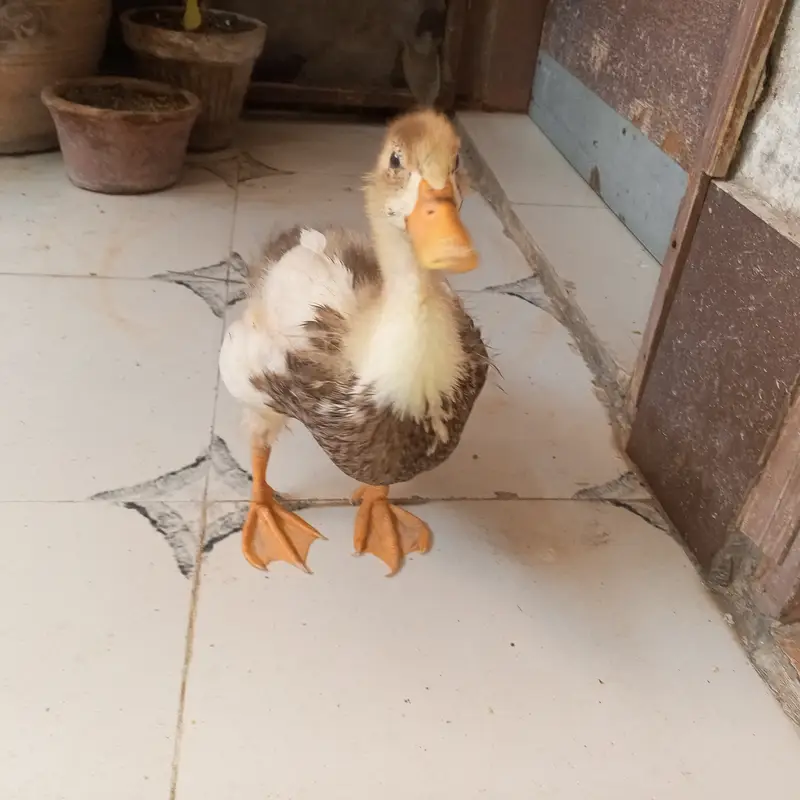 Indian Runner duck 5 months home Grown — photo 4