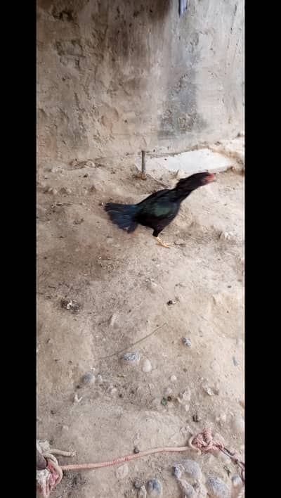 Assel hens for sale