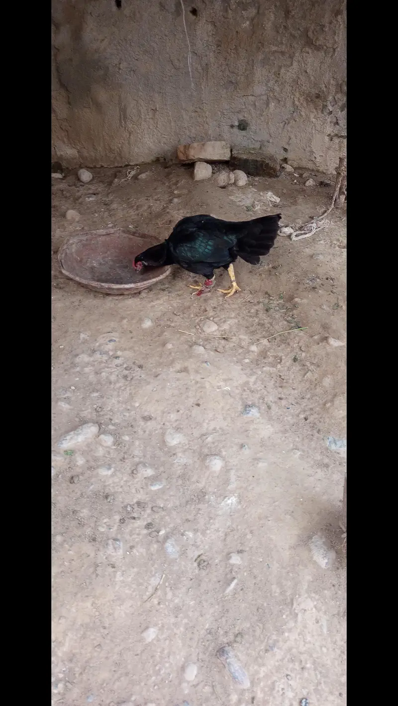 Assel hens for sale — photo 2