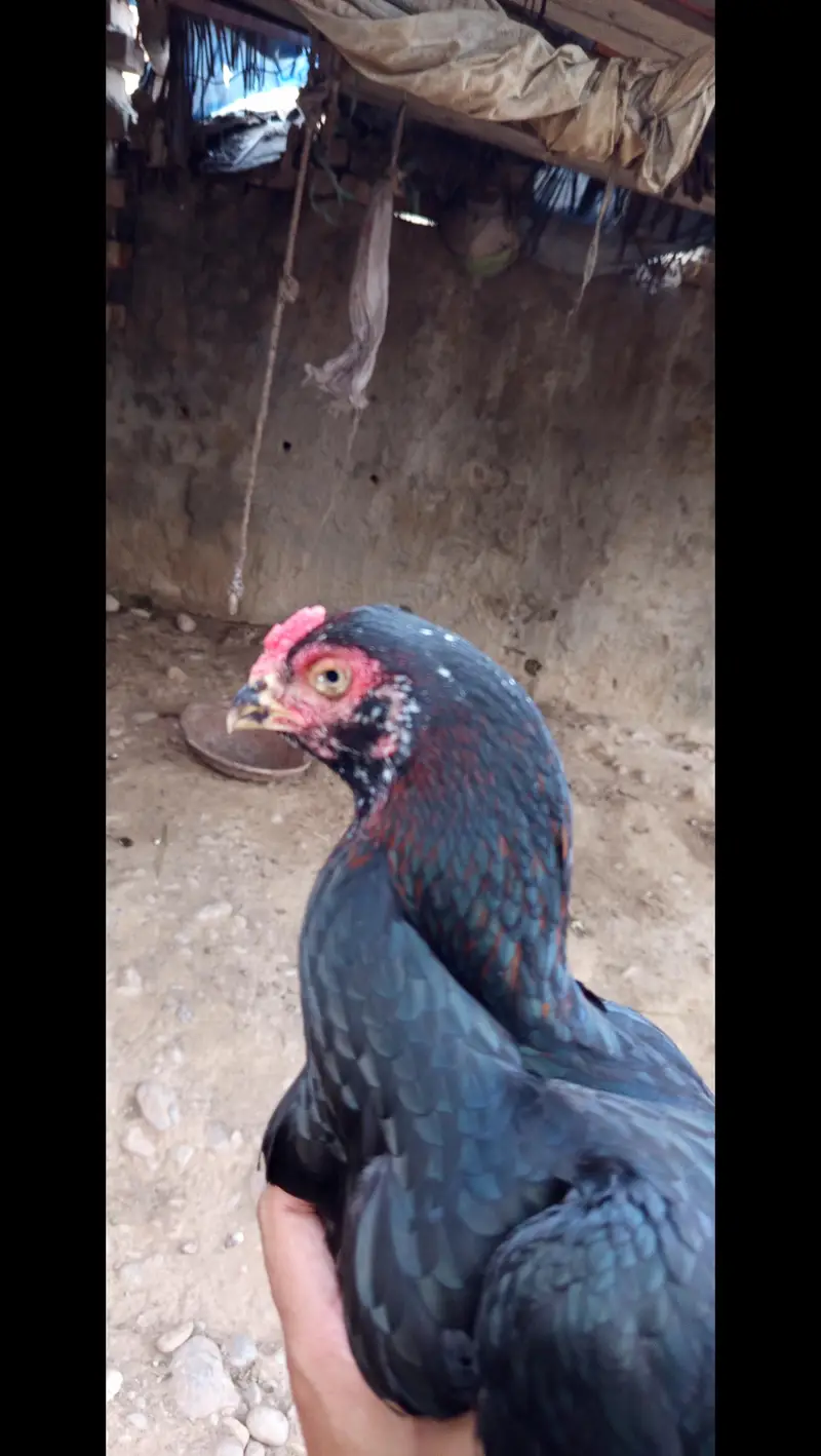 Assel hens for sale — photo 5