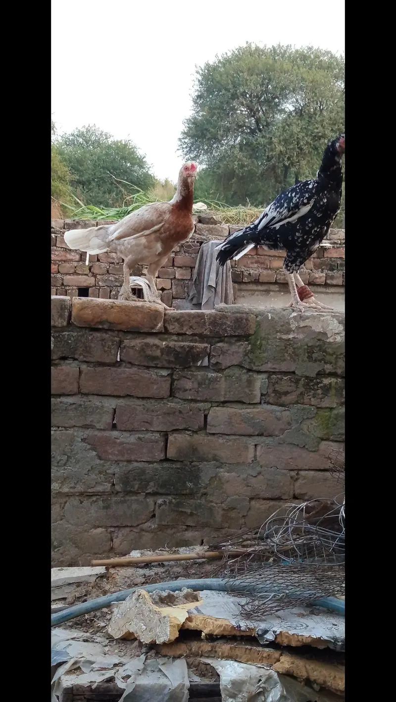 Assel hens for sale — photo 6