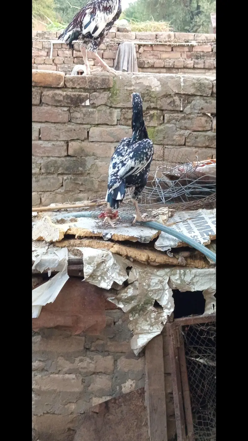 Assel hens for sale — photo 8