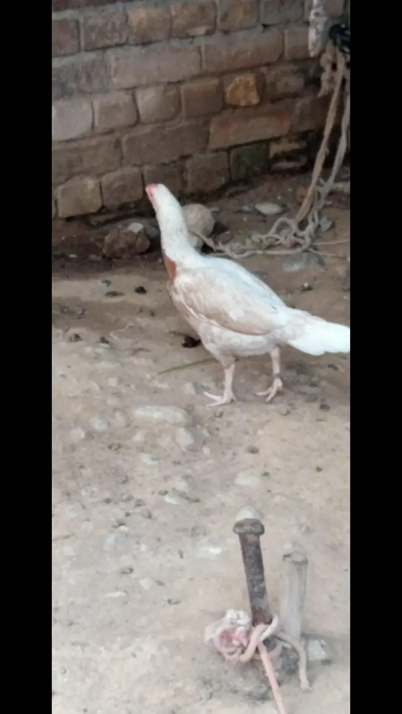 Assel hens for sale — photo 9