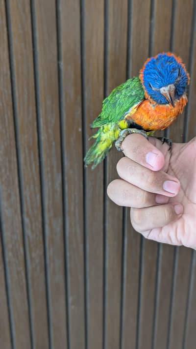 Hand tamed 0-Bite | Monks, Ringnecks, Sun Conures, Kashmiri Pahari Etc