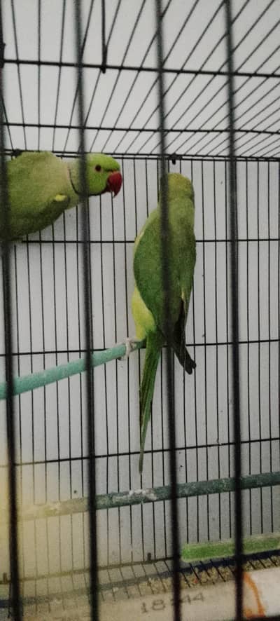 Ringneck Breeder Male
