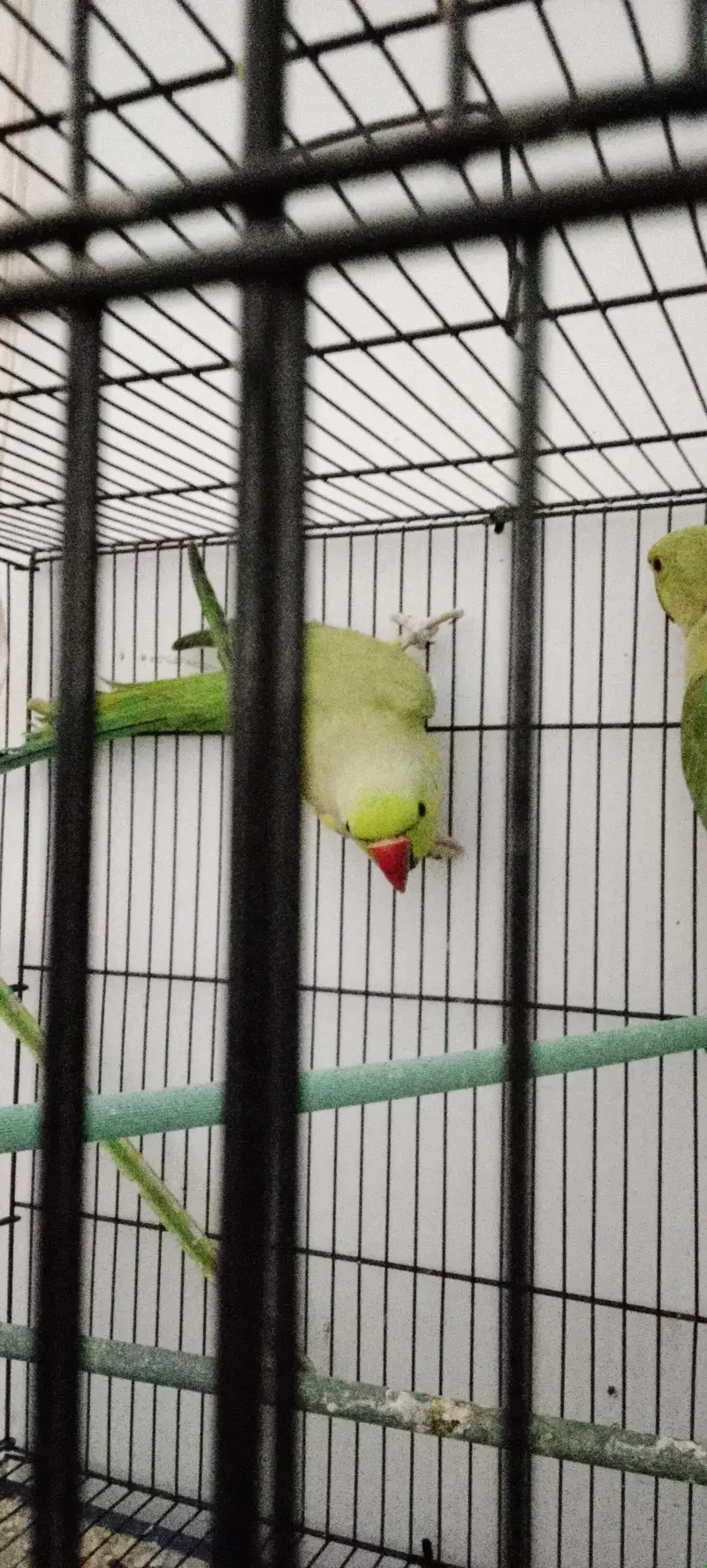 Ringneck Breeder Male — photo 2