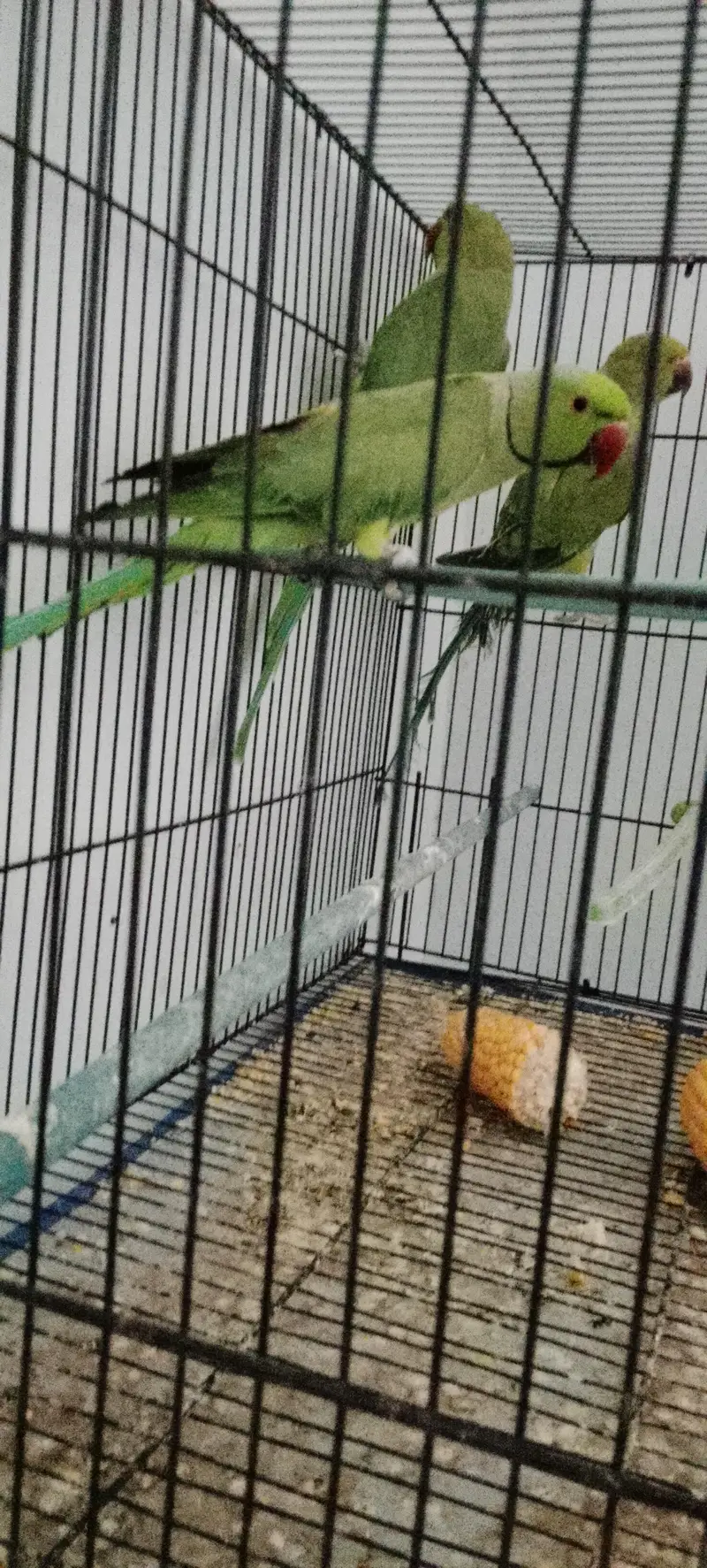 Ringneck Breeder Male — photo 3