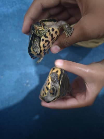 Turtles Available – Healthy and Active