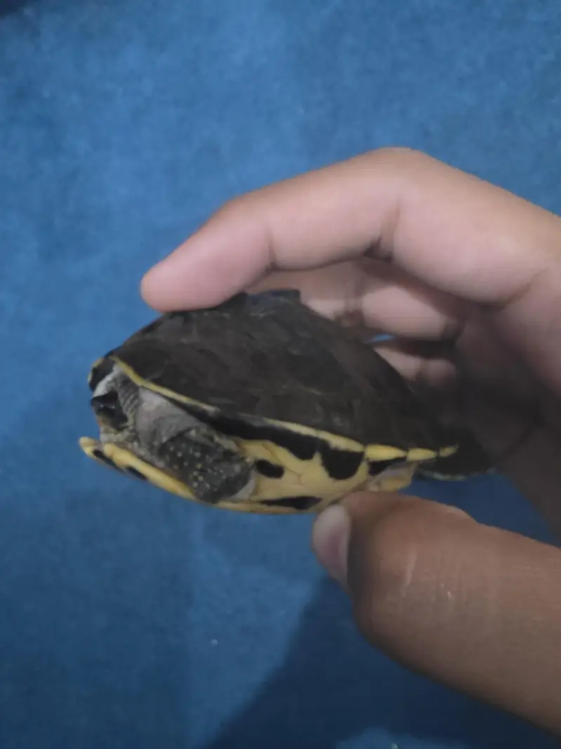 Turtles Available – Healthy and Active — photo 2