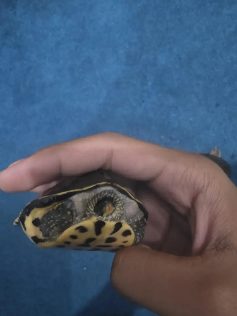 Turtles Available – Healthy and Active — photo 3