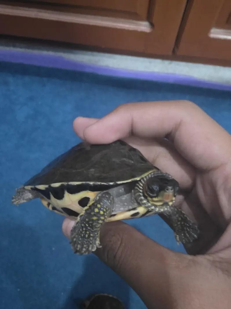 Turtles Available – Healthy and Active — photo 4