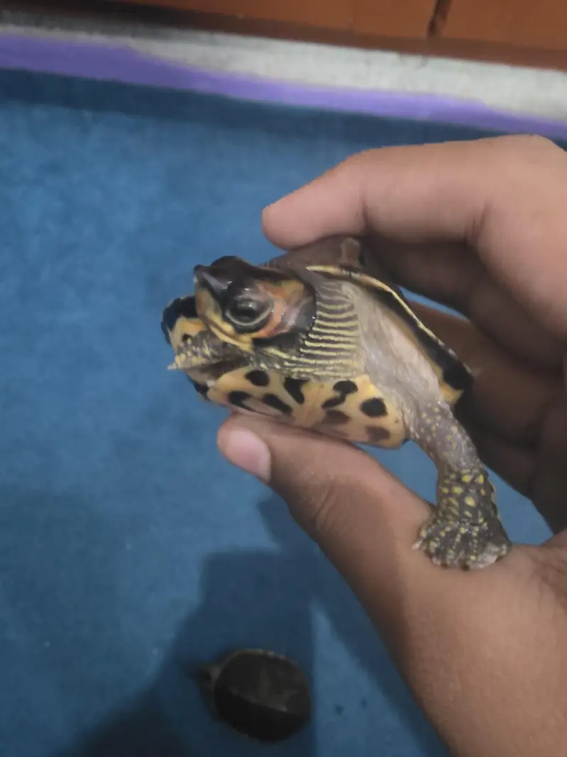 Turtles Available – Healthy and Active — photo 5