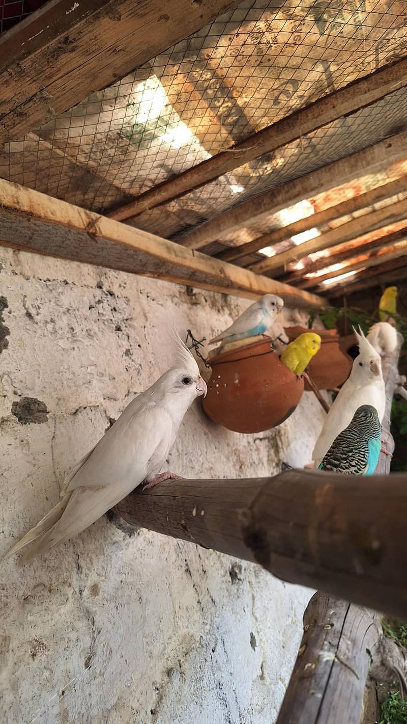 پٹے بھی ہیں پیر بھی ہیں جس کو بھی چاہیے اور اب تک کے لیے 2