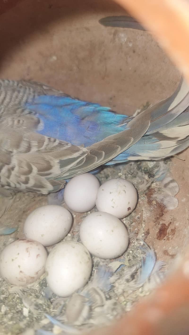 پٹے بھی ہیں پیر بھی ہیں جس کو بھی چاہیے اور اب تک کے لیے 5