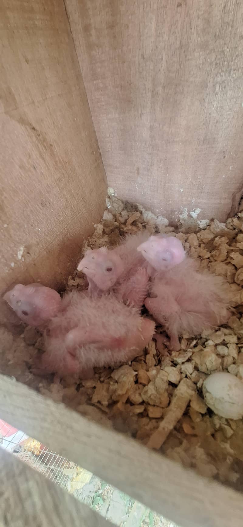 پٹے بھی ہیں پیر بھی ہیں جس کو بھی چاہیے اور اب تک کے لیے 7