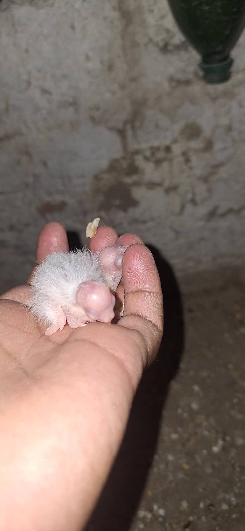 پٹے بھی ہیں پیر بھی ہیں جس کو بھی چاہیے اور اب تک کے لیے 8