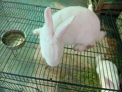Male- rabbit for Sale – 6 Months Old, Healthy & 2 KG Approx.