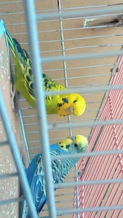 King Size Australian Budgie