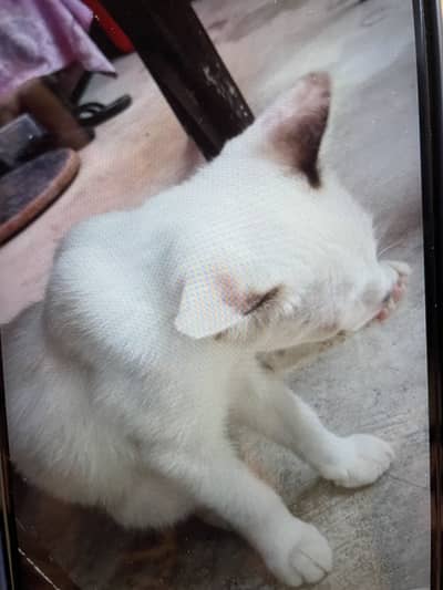 Sale for cat urgent please