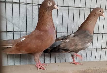Indian surkha kabotar pair
