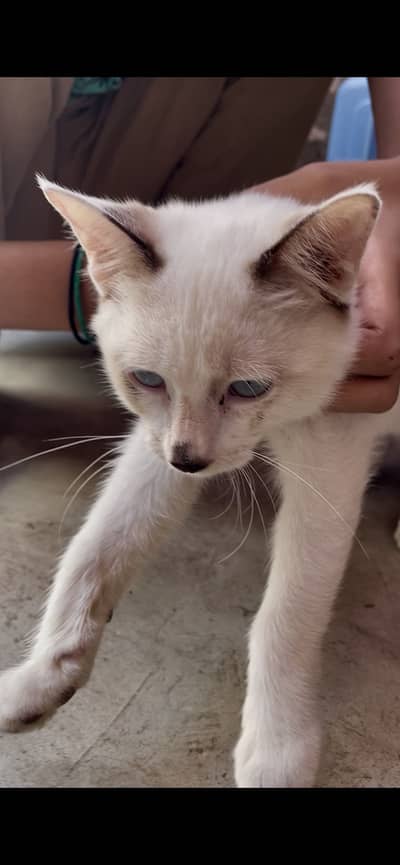 Sale for cat urgent please