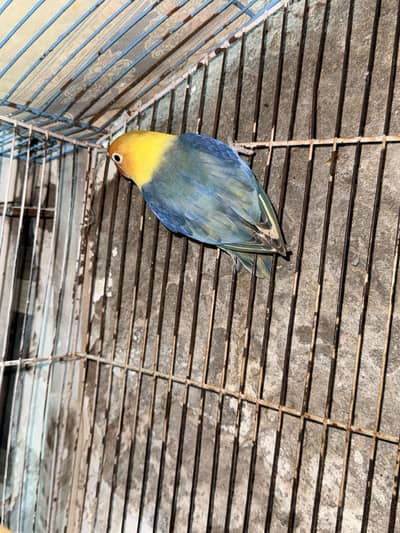 Love bird