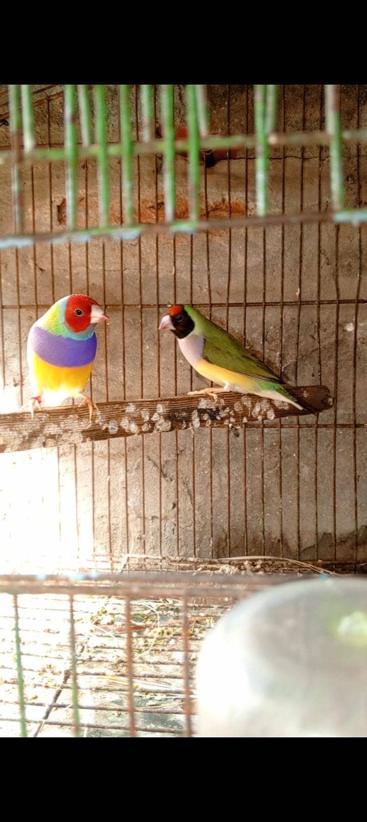 common goldian pair 0