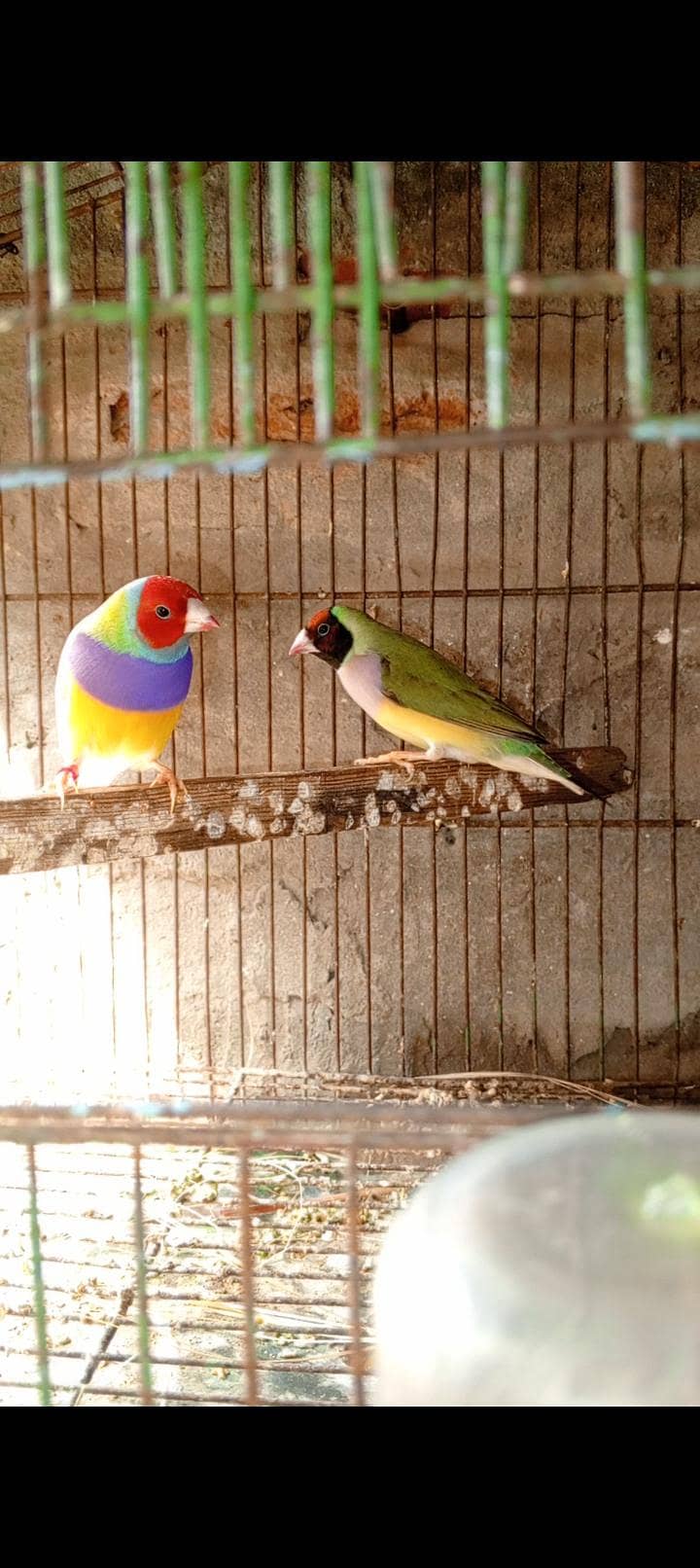 common goldian pair 2