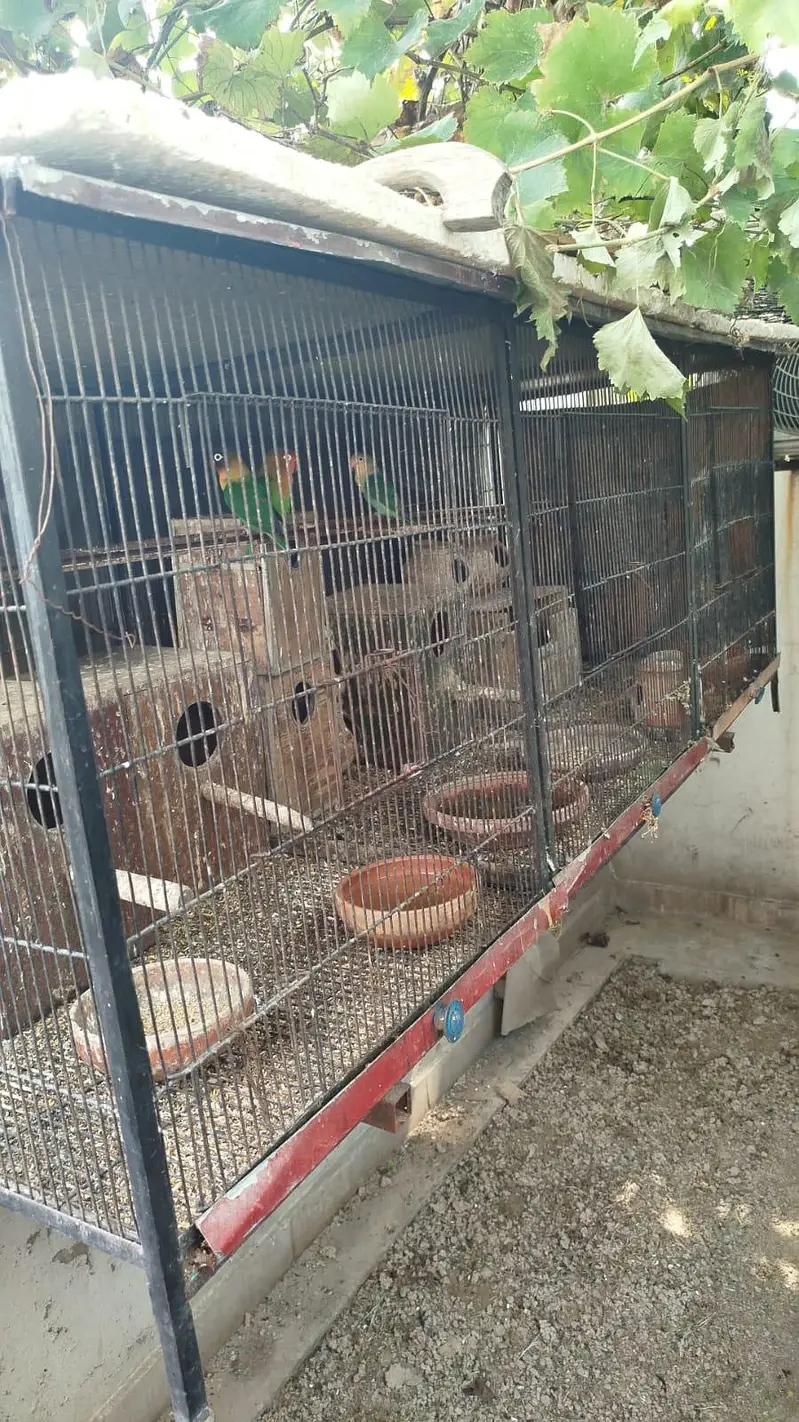 LARGE SIZE BIRD CAGE — photo 2