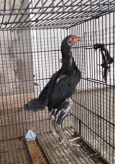 burmi breed chicke full active