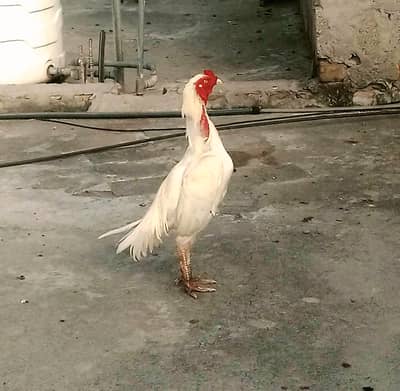 Aseel patha for sale