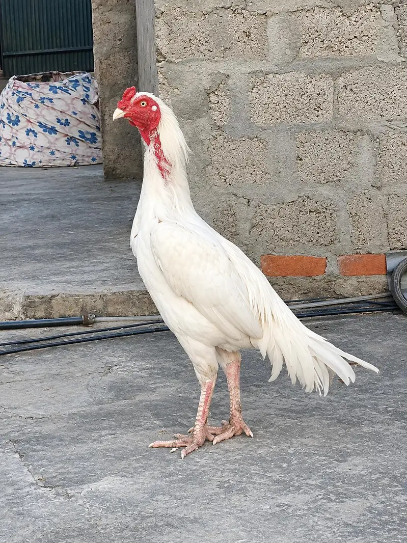 Aseel patha for sale — photo 3