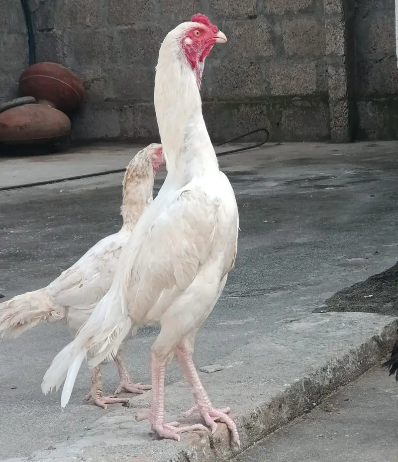 Aseel patha for sale — photo 4
