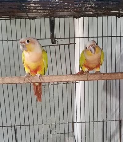 American Dilute Conure