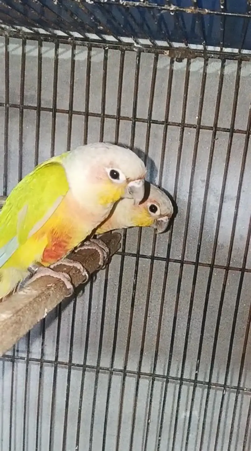 American Dilute Conure — photo 2