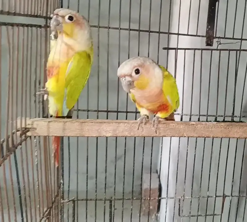 American Dilute Conure — photo 3