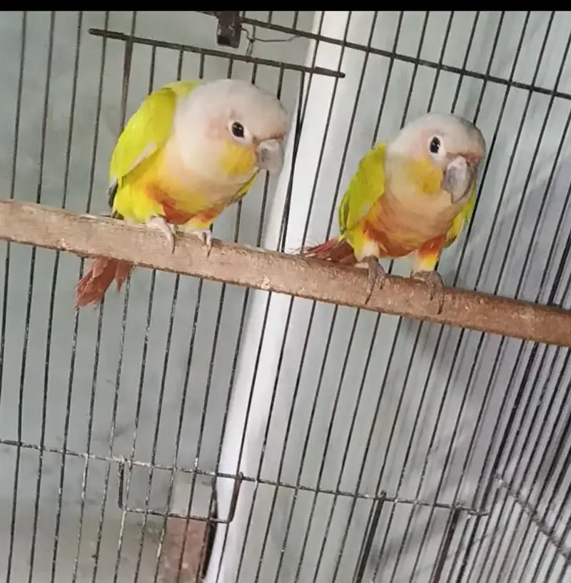 American Dilute Conure — photo 4