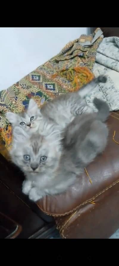 Persain Kittens