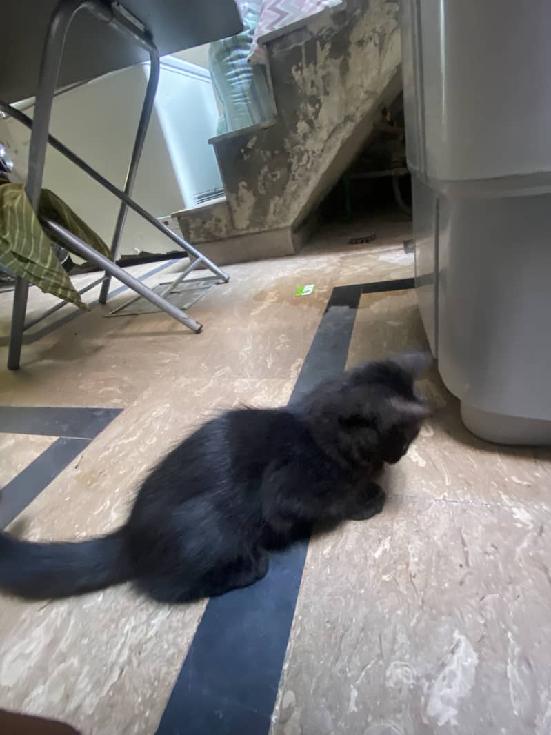 Persian cat 0
