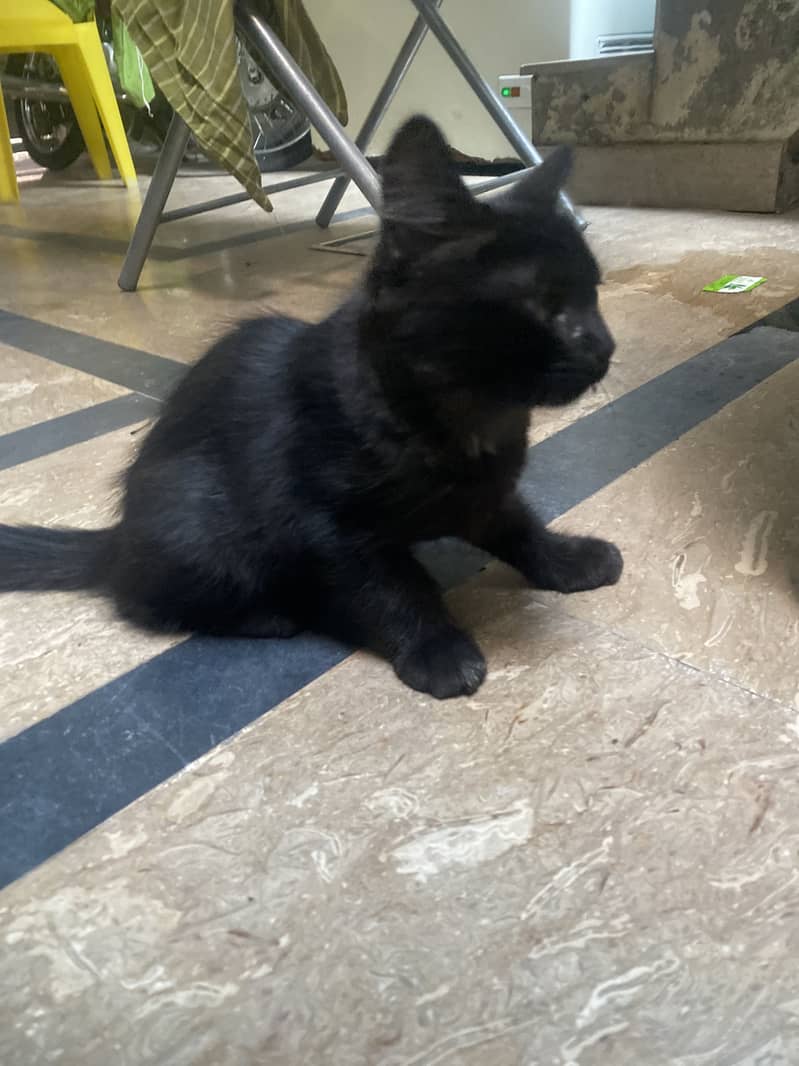 Persian cat 1
