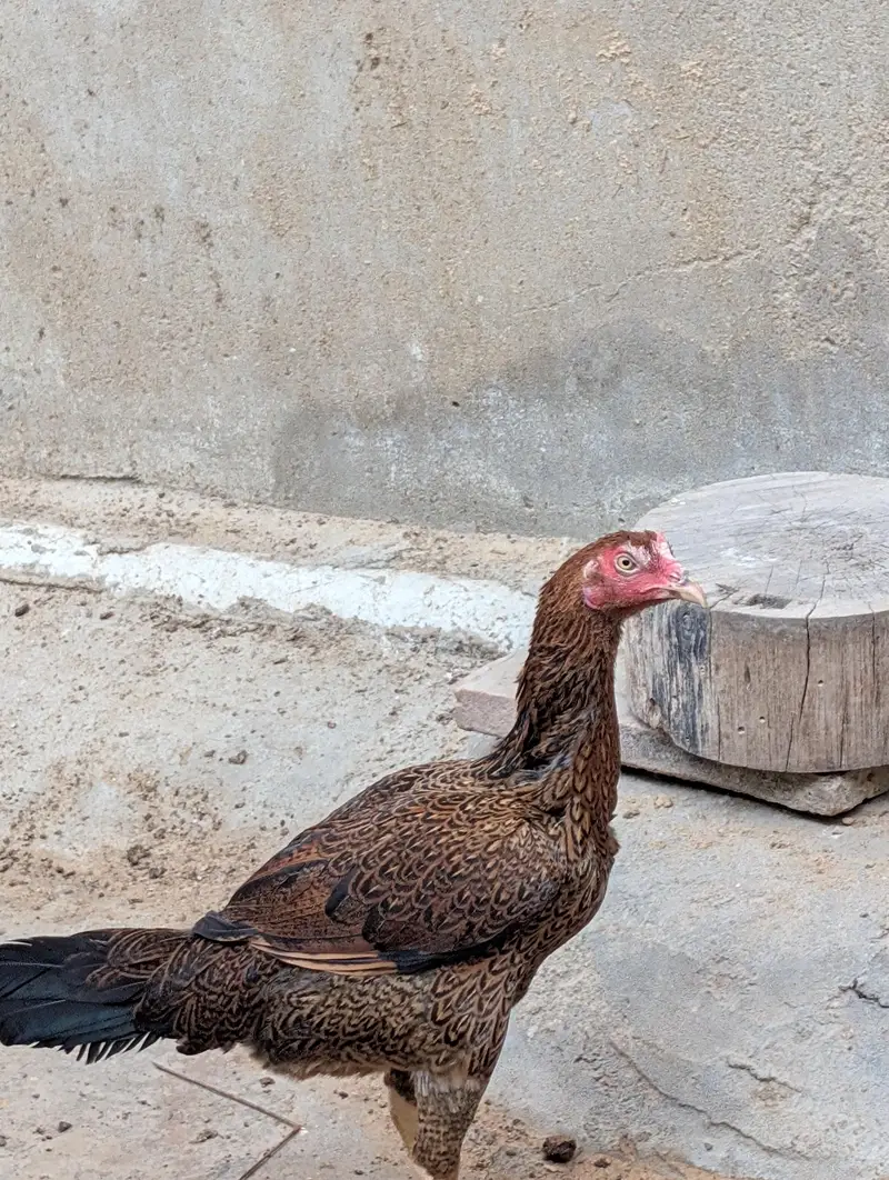 aseel murgi mor nasal — photo 2