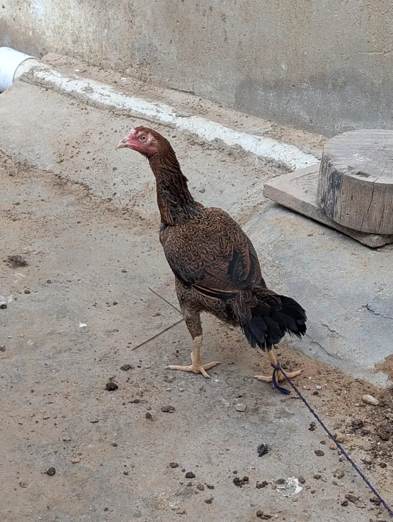 aseel murgi mor nasal — photo 4