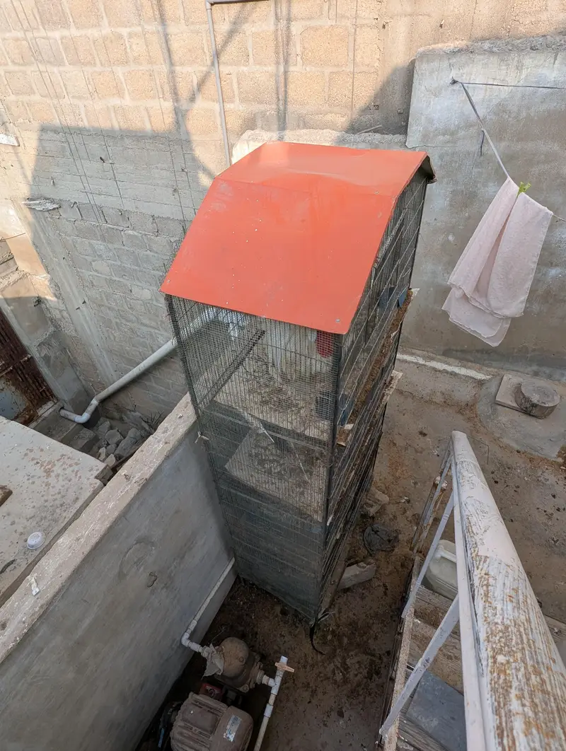 aseel murgi mor nasal — photo 5
