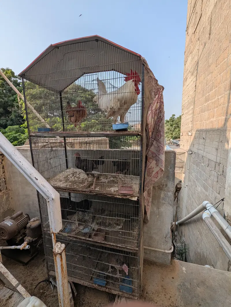 aseel murgi mor nasal — photo 7