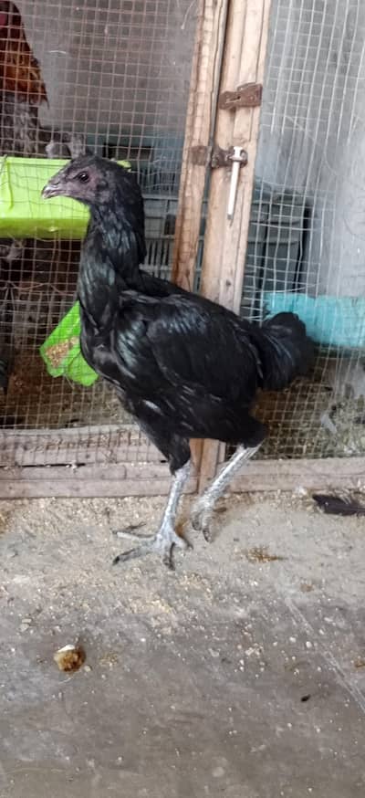 black dragon females and ice blue chick w. a 03286582464