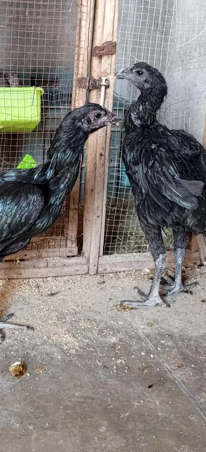black dragon females and ice blue chick w. a 03286582464 — photo 2