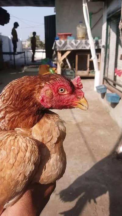 Peeli saleeti female for sale
