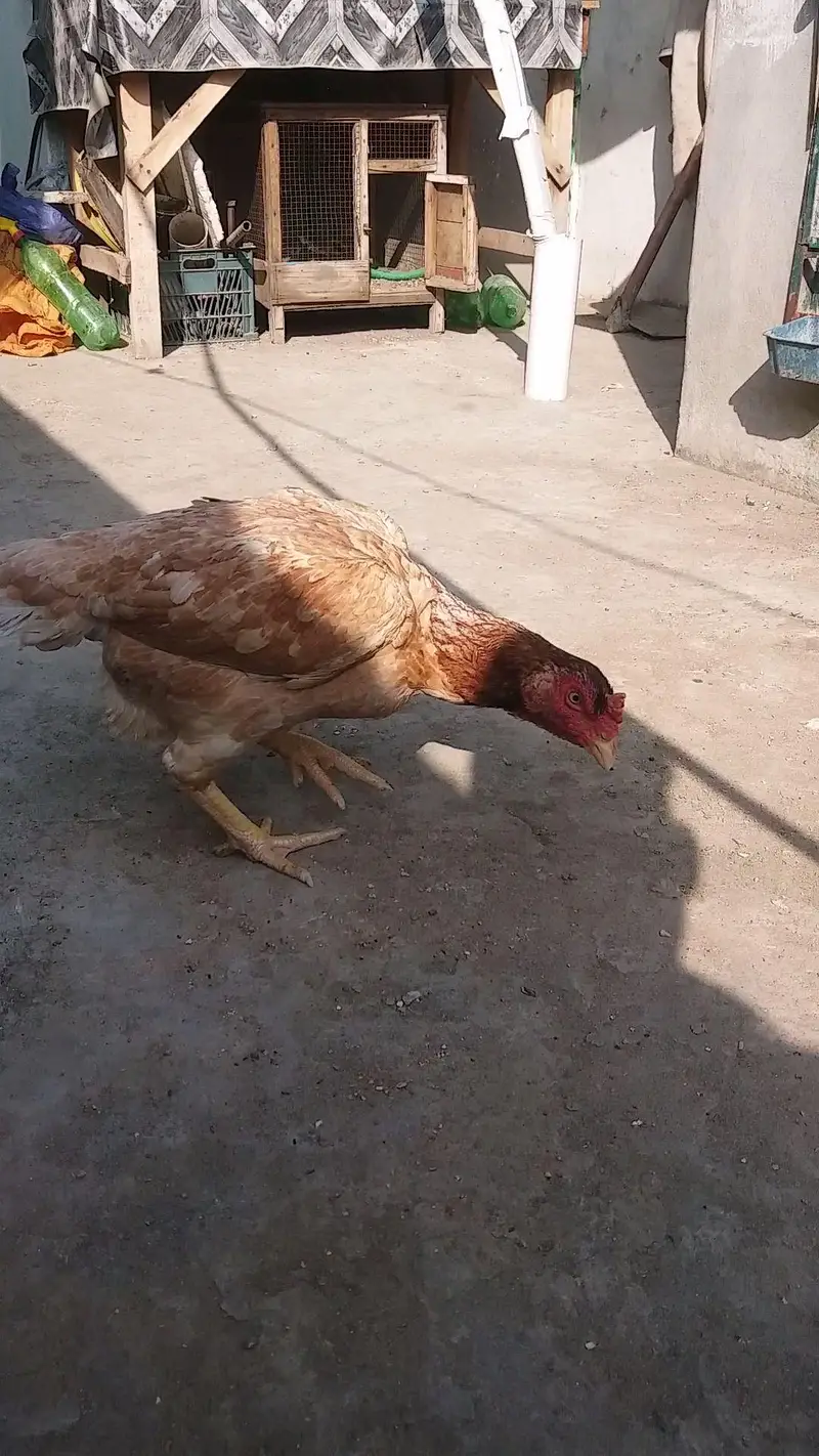 Peeli saleeti female for sale — photo 2