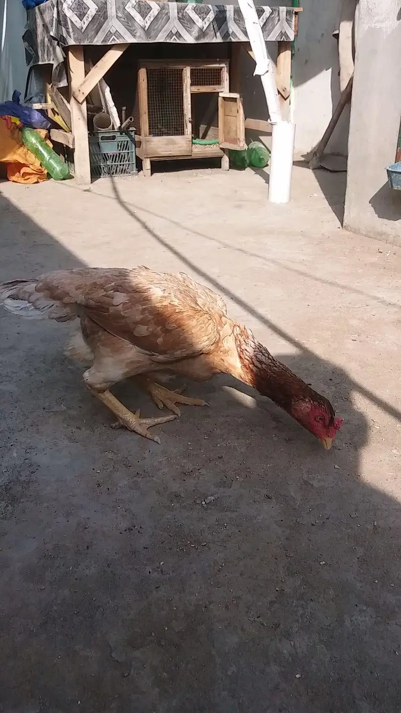 Peeli saleeti female for sale — photo 3